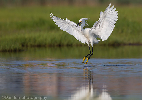 Snowy egret feeding frenzy on marsh, Long Island NY
