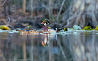 Mating wood ducks, pond, Long Island NY