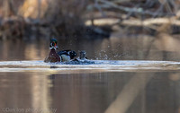 Mating wood ducks, pond, Long Island NY