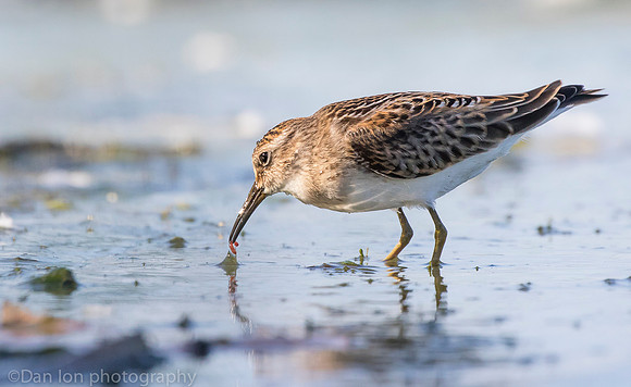 Semipalmated sandpiper feeding, Jamaica Bay NY
