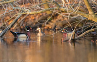 Wood ducks on pond, Long Island NY