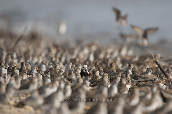 Lost among the Semipalmated Sandpipers?
