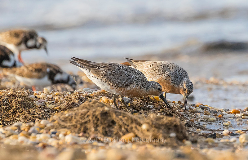 Red Knots. The feeding never stops