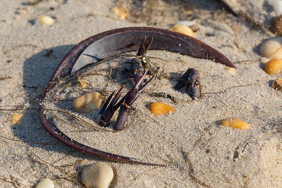 About 20% of the spawning Horseshoe crabs don't make it back to the water