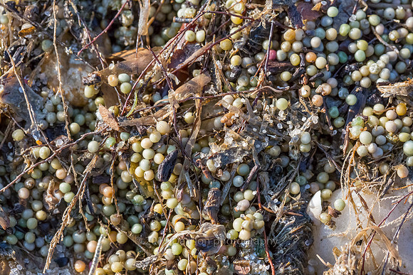 Horseshoe crab eggs in seaweed