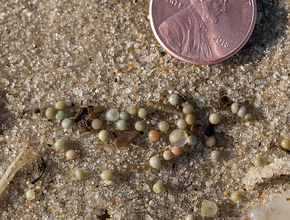 Horseshoe crab eggs
