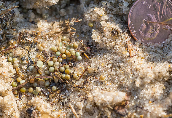 Horseshoe crab eggs in seaweed