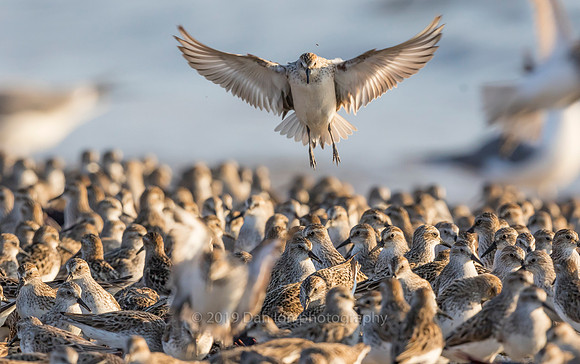 Hard to find a place to land in a sea of Semipalmated Sandpipers