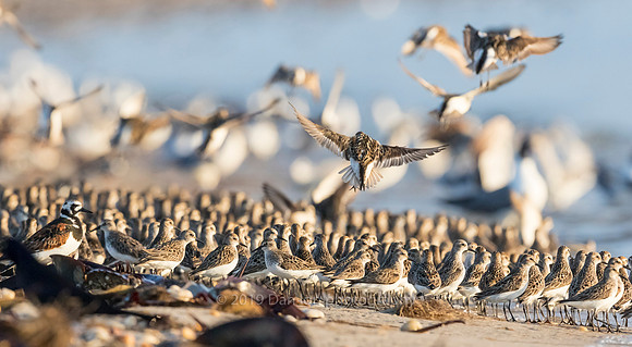 Hard to find a place to land in a sea of Semipalmated Sandpipers