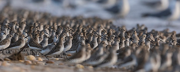 A very large flock of Semipalmated Sandpipers