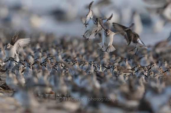 Hard to find a place to land in a sea of Semipalmated Sandpipers