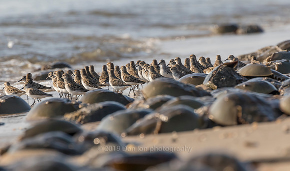 Horseshoe crabs spawning, shorebirds feeding