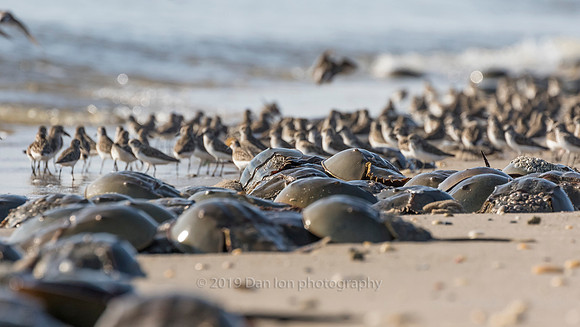 Horseshoe crabs spawning, shorebirds feeding