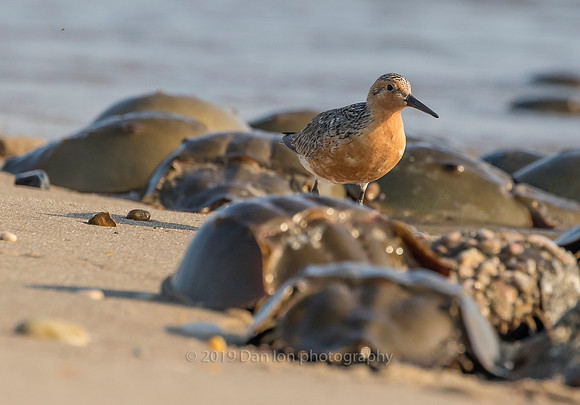 Red Knot feeding on Horseshoe crab eggs