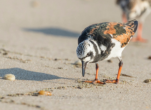 Ruddy Turnstone feeding on Horseshoe crab eggs