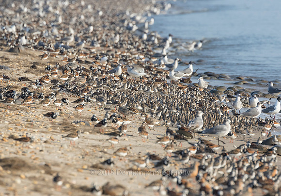 An abundance of shorebirds on the beach