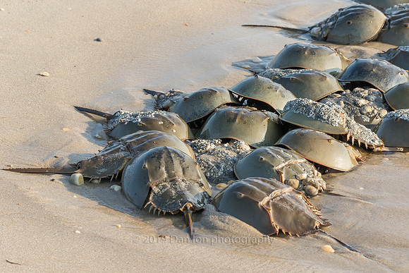 Spawning on the sand. Female Horseshoe crab surrounded by male crabs hoping to fertilize her eggs.