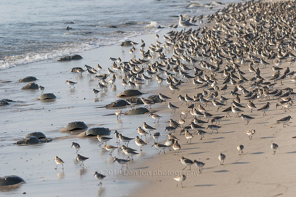 Semipalmated Sandpipers searching for Horseshoe crab eggs