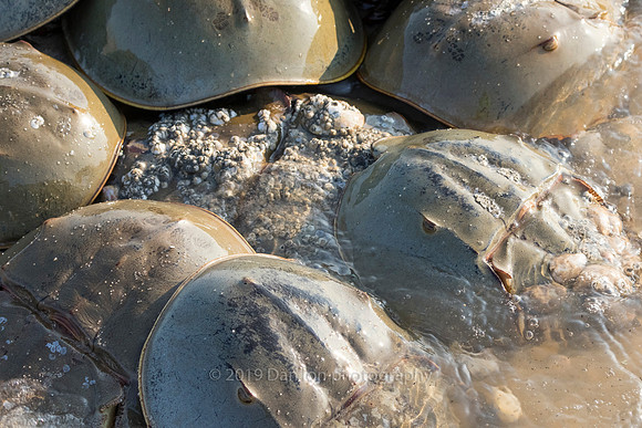 Female Horseshoe crab surrounded by male crabs. There are a lot more males than females.
