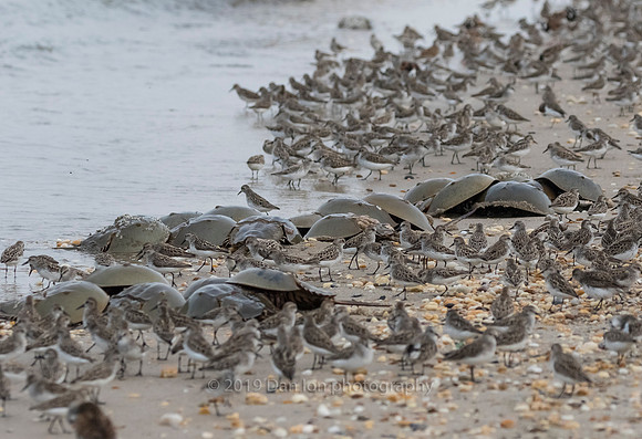 Semipalmated Sandpipers searching for Horseshoe crab eggs
