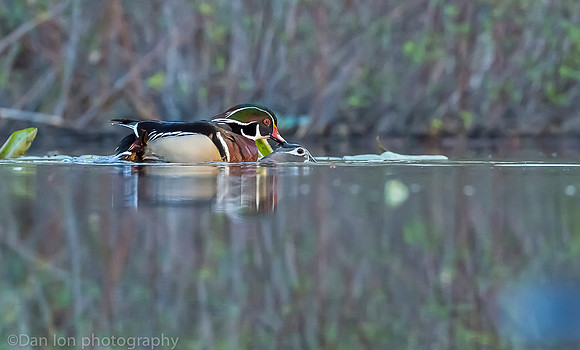 Mating wood ducks, pond, Long Island NY