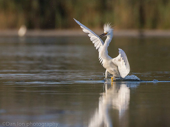 Snowy egret in aggressive pose, Jamaica bay NY