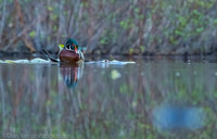 Mating wood ducks, pond, Long Island NY