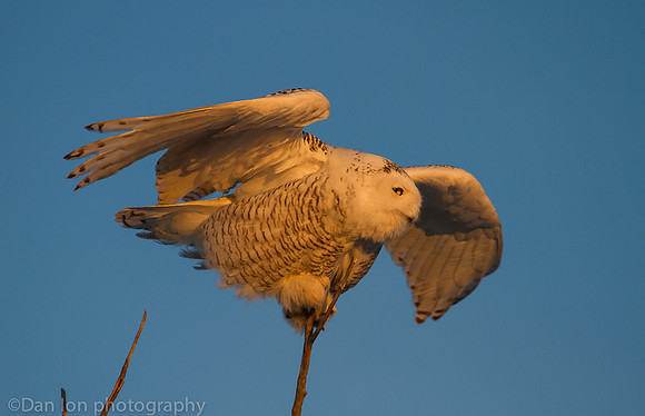 Snowy owl in treetop searching for pray, Jones Beach NY