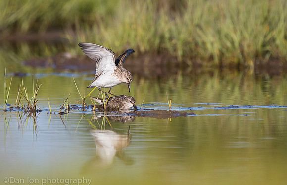 Semipalmated sandpipers fighting over catch on marsh, Long Island NY