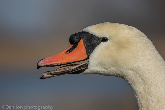 Mute swan close up, Jamaica Bay NY