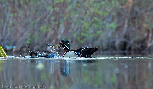 Mating wood ducks, pond, Long Island NY