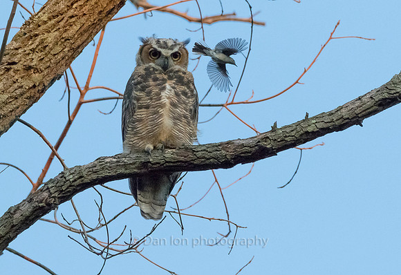 Pesky warbler