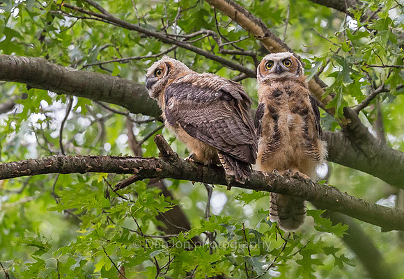 June 6. A clear change in the feathers