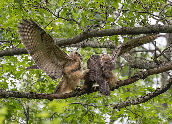 Not a fight. Just friendly grabbing and touching