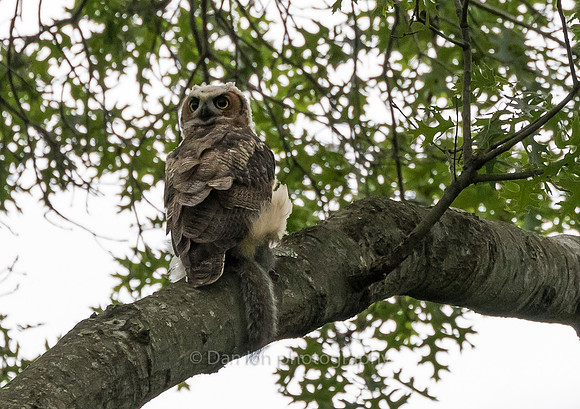 Fledgling with squirrel