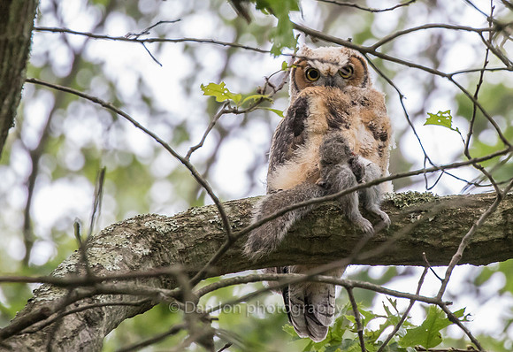 Fledgling with squirrel