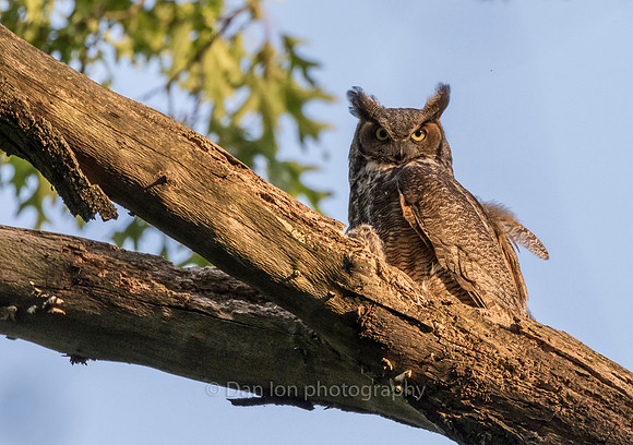 Mother GHO with remains of a squirrel meal