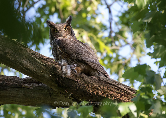 Mother GHO with remains of a squirrel meal