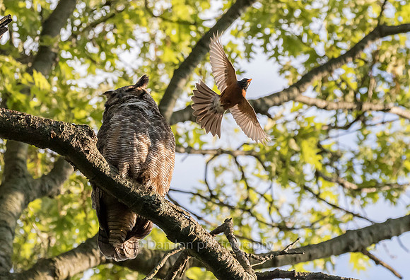 Pesky American Robin