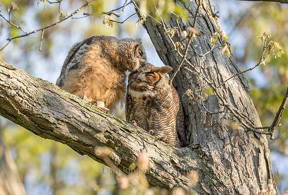 Fledgling returning mother's love