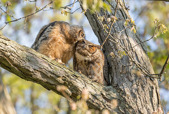 Fledgling returning mother's love