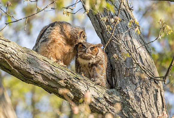 Fledgling returning mother's love