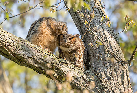 Fledgling returning mother's love