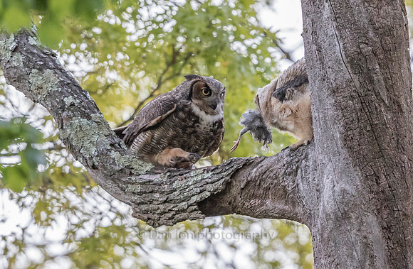 Lucky fledgling got this one and he is not going to share with mom