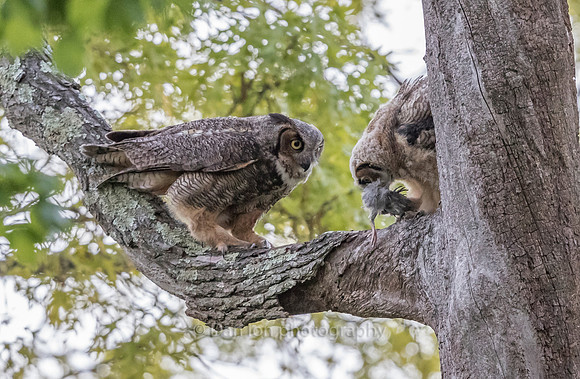 Lucky fledgling got this one