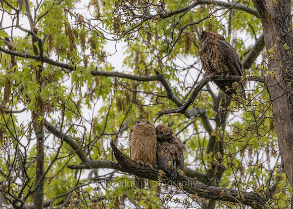 Mom and boys on a miserably wet morning