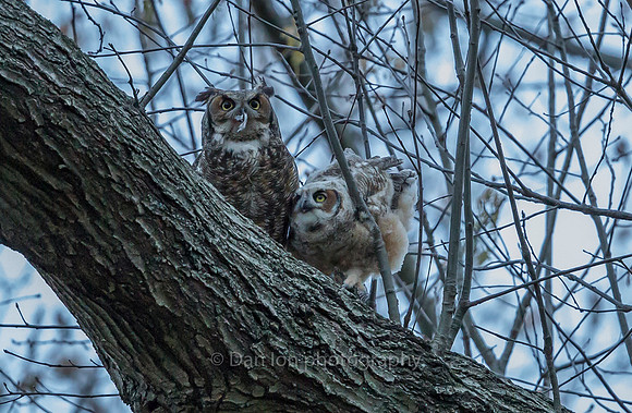 Great Horned Owl mother with pray. She flew to them or they flew/ hopped to her
