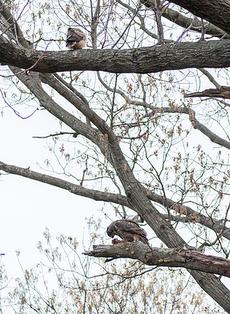 Great Horned Owl mother with pray for the fledglings