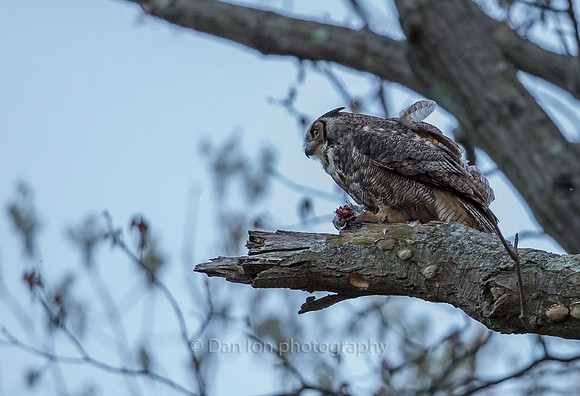 Great Horned Owl mother with pray for the fledglings