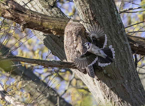 Those annoying Blue Jays
